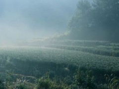 地理標志商標推進農(nóng)業(yè)提質增效
